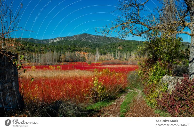 A serene path leading through the striking red wicker fields of Cuenca, with leafless poplar trees and a mountain backdrop under a clear sky Path Red Wicker