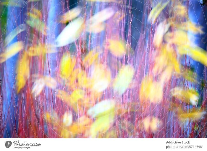 Autumn Impression: Abstract Pictorialism in Landscape pictorialism abstract autumn landscape painting art trees leaves colorful impression blurred essence