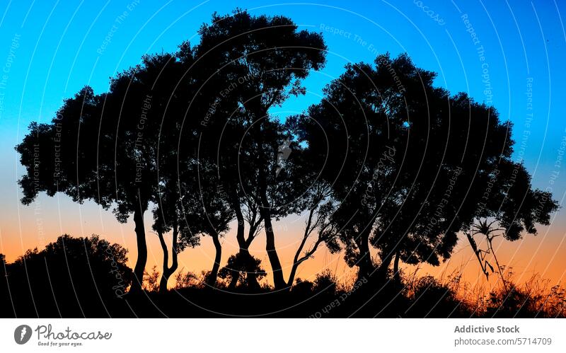 The silhouette of trees and an Empusa pennata mantis against a gradient twilight sky sunset dusk blue orange nature outdoor insect shadow evening calm peaceful