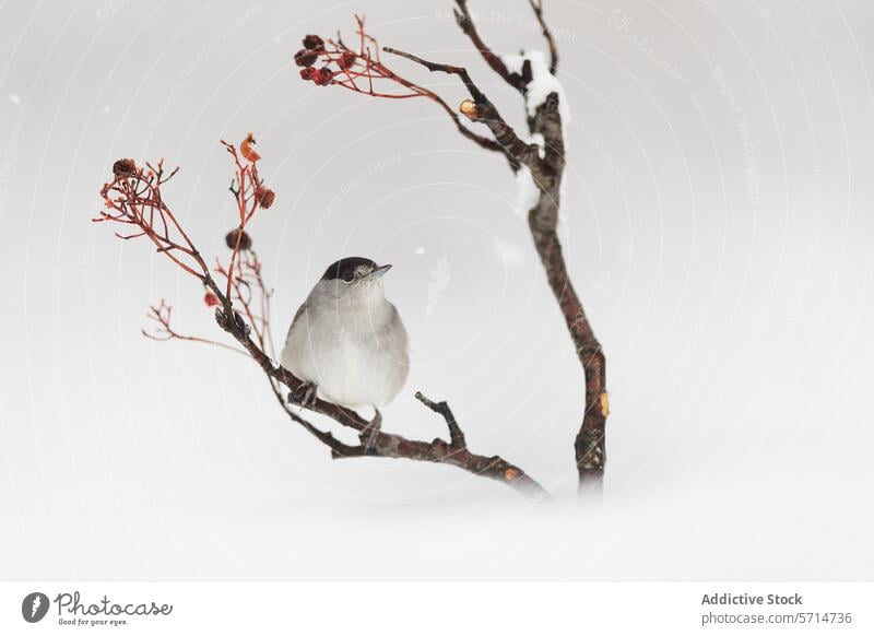 Serene bird perched on a berry branch in winter berries snow tranquil peaceful nature wildlife serene backdrop cold bare red white frosty calm