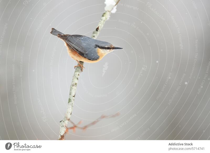 Nuthatch perched on a branch in a winter scene nuthatch bird snow snowflake animal wildlife nature gray backdrop falling delicate eurasian sit soft feather beak