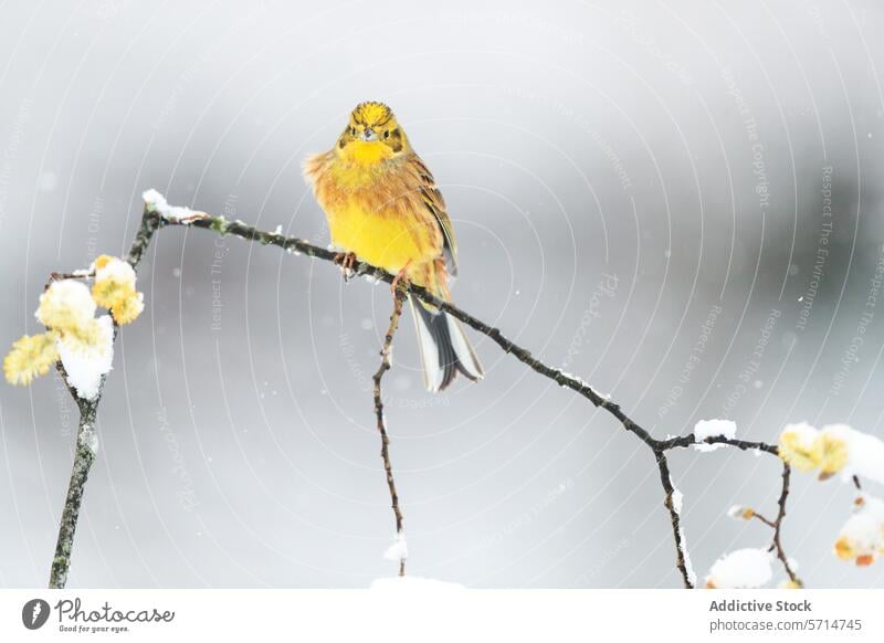 Yellow bird on a snowy branch in winter yellow bloom frost gray backdrop vibrant perched nature wildlife cold season floral frozen peaceful serene feather beak
