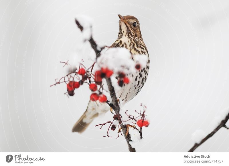 Songbird perched on snowy branch with berries red berry nature wildlife winter songbird overcast sky bright soft dot white background fauna outdoor season cold