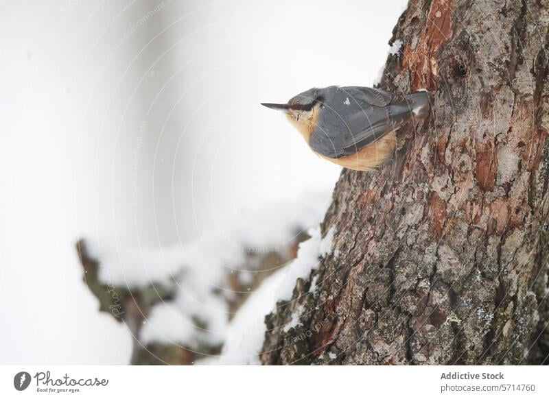 Nuthatch perched on a snow-covered tree trunk bird nuthatch bark winter nature wildlife feather beak cling frost tranquility cold animal outdoor environment