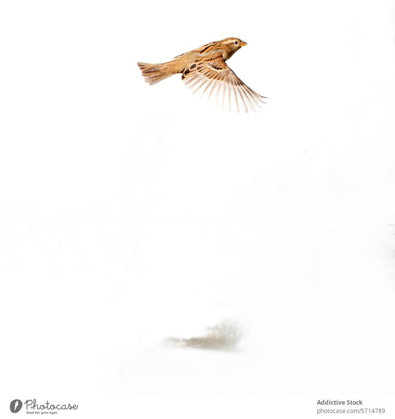 House sparrow in flight against white background house sparrow bird soar wings isolated spread flying wildlife nature feathers airy avian small brown
