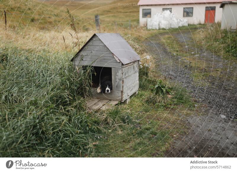 Generated image iceland dog doghouse farm rural serene grass homestead rustic animal countryside tranquil pet loyalty shelter wooden nature landscape outdoor