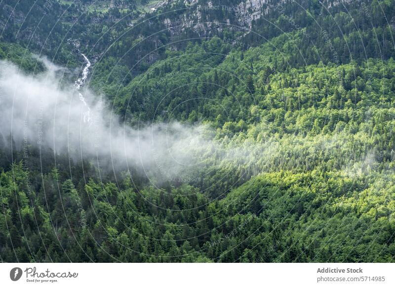Misty morning in Bujaruelo Valley, Huesca, Spain bujaruelo valley ordesa monte perdido national park huesca spain fog green slope nature lush landscape forest