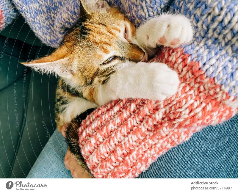 Content kitten snuggling in a cozy knit blanket snuggle warm content adorable cuddle paws colorful pet animal cat feline domestic cute soft comfort happy relax