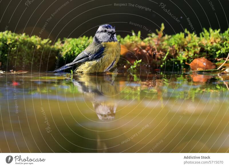 Eurasian blue tit bathing in a reflective pond eurasian blue tit bird reflection water nature wildlife colorful vibrant feathers avian cyanistes caeruleus