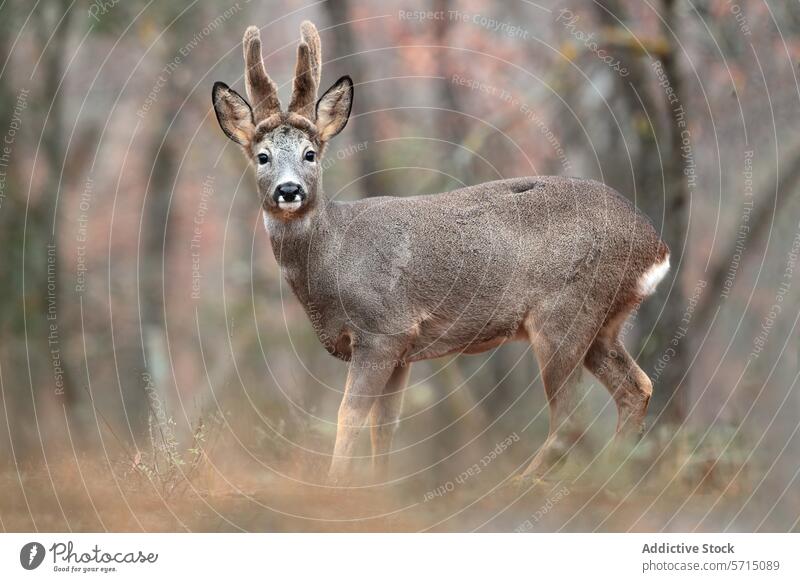 Captivating portrait of an adult male roe deer in natural habitat antlers wildlife nature forest mammal animal alert watchful gaze outdoors woodland fauna brown