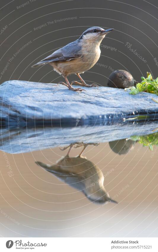 A Nuthatch standing on a stone slab with its reflection in the water, set against a soft grey background bird nuthatch nature wildlife trepador azul plumage