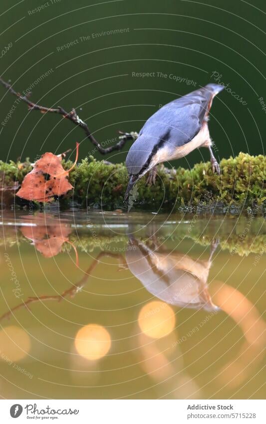 A Nuthatch leans down to the water's edge on a moss-covered bank, with its reflection and warm bokeh lights bird nuthatch leaning nature wildlife trepador azul