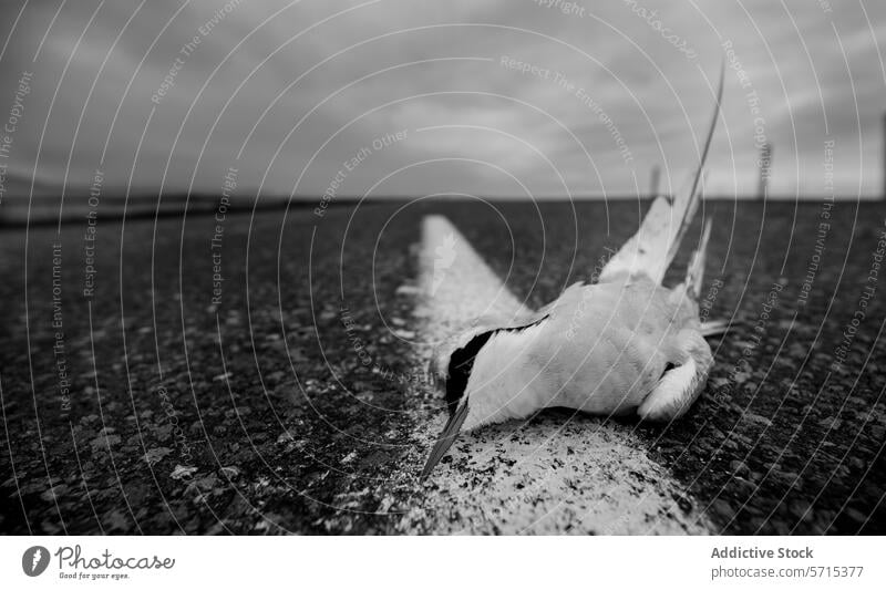 Poignant Image of an Arctic Tern in Iceland arctic tern iceland bird deceased monochrome wildlife road stillness poignant loss nature cycle environment