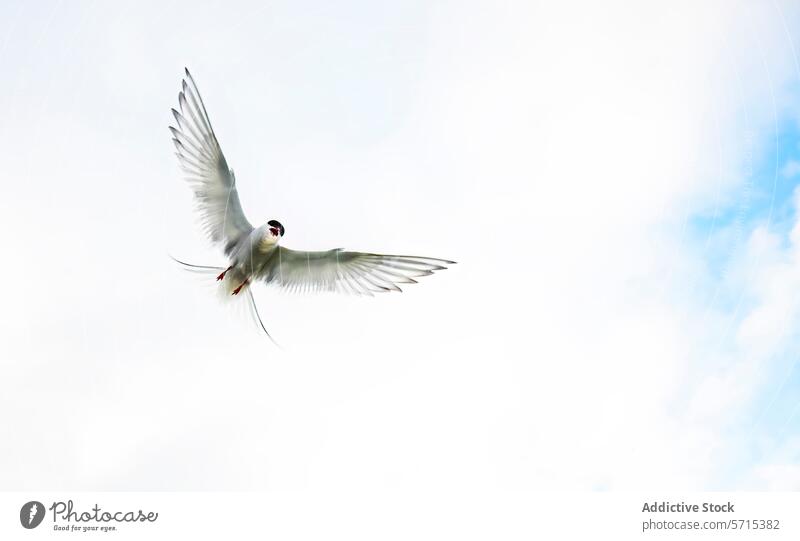 Arctic tern in flight against clear sky in Iceland arctic tern bird iceland blue graceful soar wing wilderness wildlife nature freedom air feather white