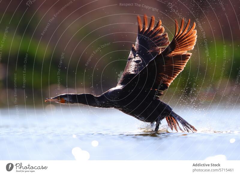 Great Cormorant in mid-takeoff from the water, with wings fully spread and water droplets sparkling in the sunlight bird sparkle wildlife nature aquatic flight