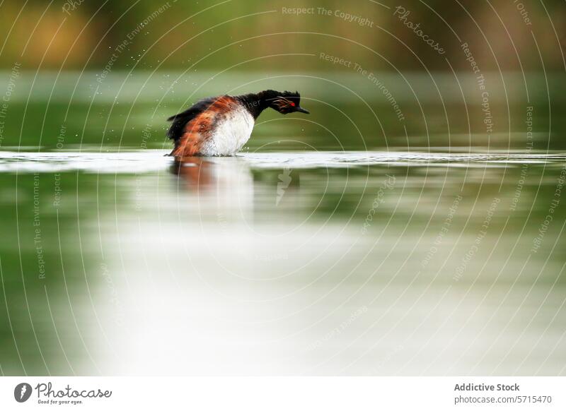 Black-necked Grebe in water shaking off water droplets, creating a dynamic scene with a soft focus background bird nature wildlife wetland lake feather aquatic