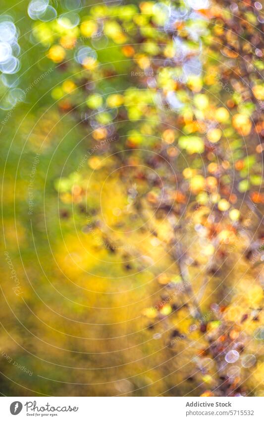 Bokeh light patterns on a blurred autumnal foliage background, creating a pictorialist art piece with a warm palette bokeh abstract fine art nature golden
