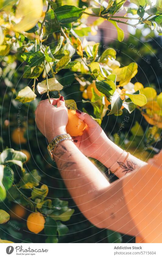 Anonymous person picking ripe lemons in a sunny garden at home fruit harvest hand foliage green sunlight outdoor fresh citrus tree nature organic backyard