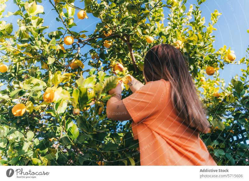 Anonymous woman harvesting fresh lemons from tree at home ripe picking backyard homegrown produce sustainable living handpicking fruit gardening horticulture