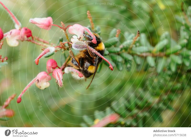 Bumblebee on Pink Flower Buds in Springtime Blossom bumblebee pink flower bud springtime green backdrop nature insect pollination nectar fauna flora bloom