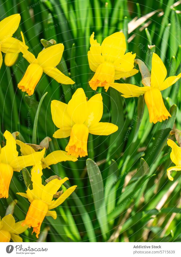 Bright yellow daffodils blooming in springtime narcissus yellow flower green leaves plant botany flora garden nature bright vivid colorful perennial bulb