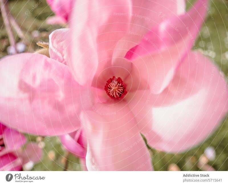 Close-up of a pink Magnolia flower in spring bloom magnolia close-up petal stamen soft-focus delicate fresh renewal springtime botanical nature flora gentle