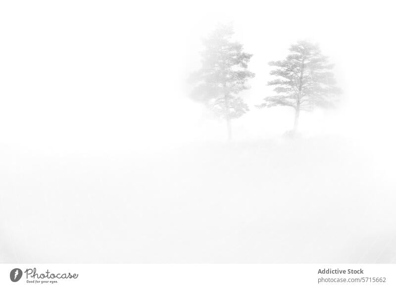 A serene, high-key photograph showcasing two trees emerging from a thick fog, creating a minimalist natural scene minimalism nature white ethereal tranquil