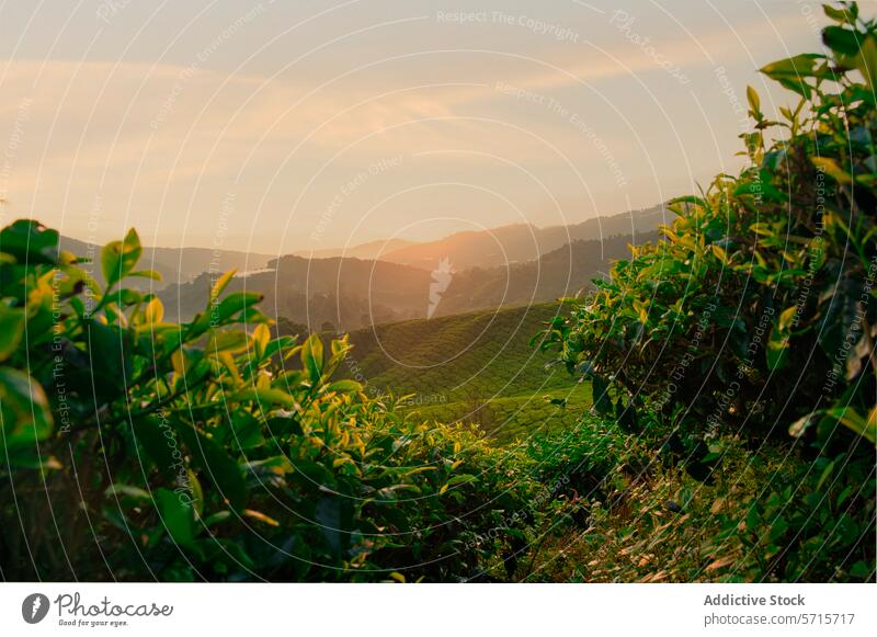 Tranquil sunset over Malaysian tea plantation malaysia serene lush green field landscape natural beauty warm light agriculture outdoor rural scenery tranquil
