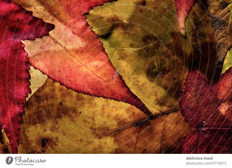 Close-up of assorted autumn leaves, showcasing a tapestry of rich reds, oranges, and yellows with intricate vein patterns leaf close-up texture fall foliage