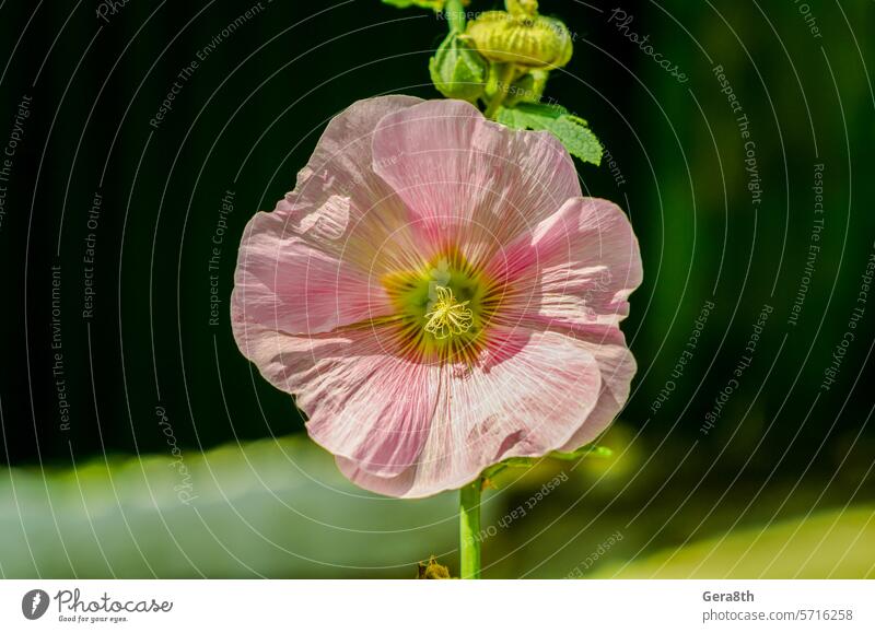 flower mallow with white and pink petals close-up anther background beautiful berlandieri bloom blooming blossom bonita bouquet climate close up closeup color