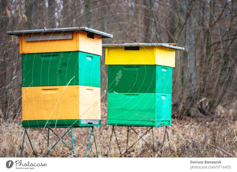 Beehives in the forest, spring day bee apiculture honey beehive nature tree insect box wooden green rural grass house agriculture apiary farm garden landscape