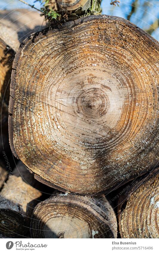 tree trunk, store for burning, heating Tree trunk tree rings Scrap lumber Round Firewood Heat Climate out Wood Nature Stack of wood Timber stacked Material