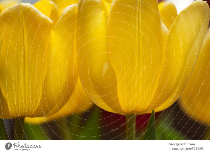 Yellow3 Tulip yellow tulip flower floral spring springtime nature detail