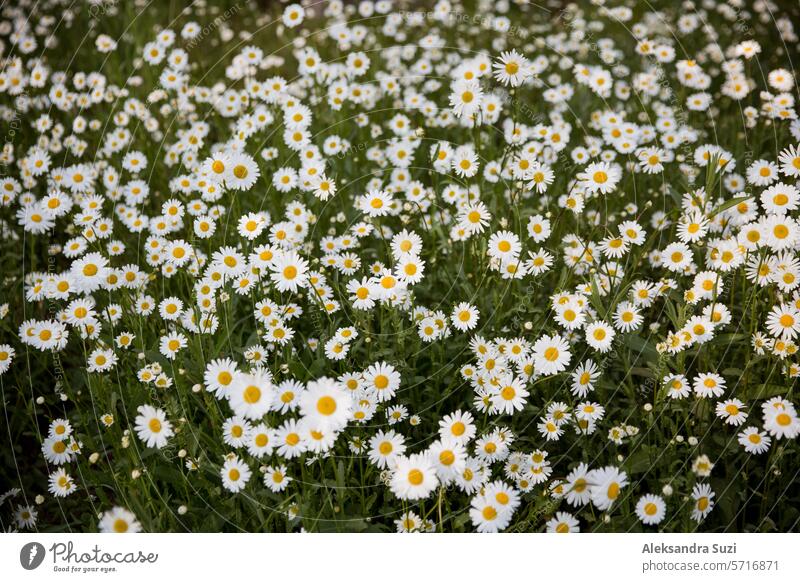 Background of field of daisy flowers in bloom, soap bubbles. Sunny summer day, rays of light. background beautiful beauty bright camomile chamomile country dawn
