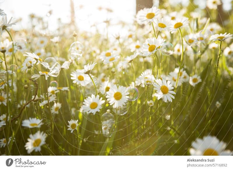 Background of field of daisy flowers in bloom, soap bubbles. Sunny summer day, rays of light. background beautiful beauty bright camomile chamomile country dawn