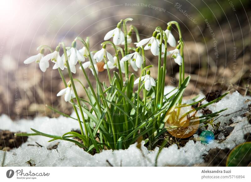 Snowdrops growing on the ground covered with spring snow in forest. Sunny day. april background beautiful beauty bloom blossom close-up closeup cold common