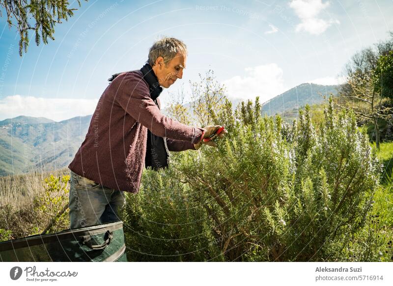 Collecting rosemary for the production of perfume essences in the Alps.The Italian man cuts rosemary in the north of Italy, with garden scissors. Spectacular view of landscape with mountains.