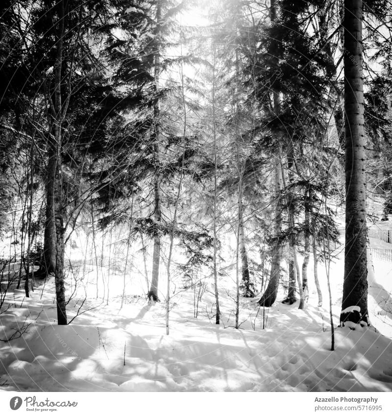 Black and white image of a forest in winter abstract adventure alone art atmosphere background beam beautiful beauty black and white blue bush calmness