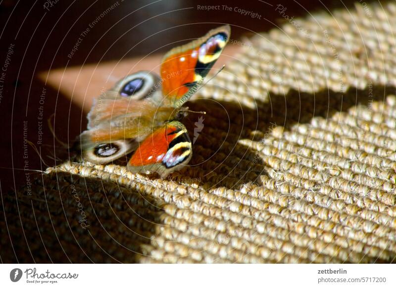 peacock butterfly Inachis io Noble butterfly butterflies Colour Grand piano Insect Light Shadow Butterfly Peacock butterfly Animal Winter wintering grounds
