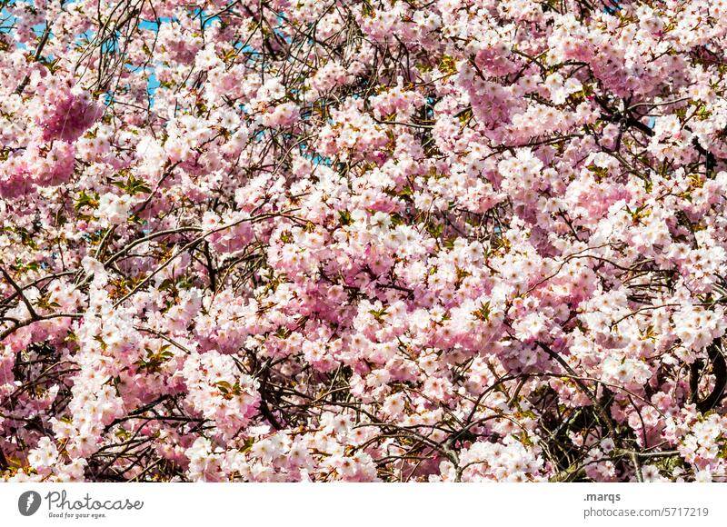 Lush Spring fever Growth pretty naturally Bright Cherry blossom Cherry tree Beautiful weather Plant Nature Ornamental cherry Emotions Esthetic Blossoming Twig