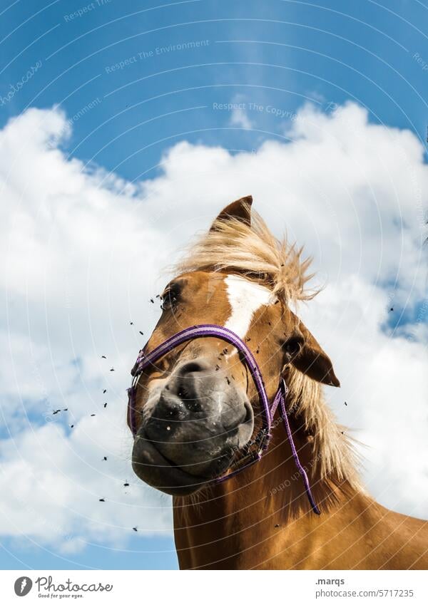 gawk Horse Animal eyeball Animal face Head Brown look Mammal Funny Horse's head Looking into the camera Fly Sky Clouds obliquely
