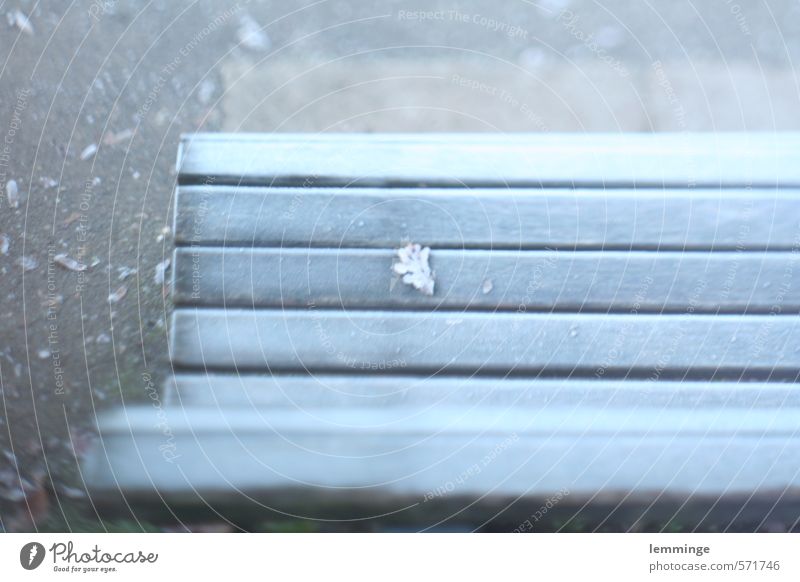 brazen Nature Ice Frost Leaf Blue Gray To console Loneliness Bench Wood Cold Colour photo Exterior shot Experimental Deserted Day Downward
