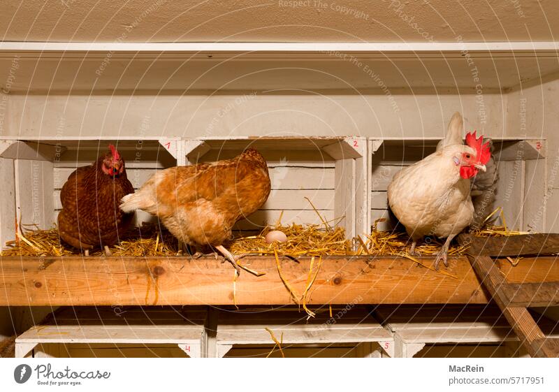 Laying hens in their nesting places chicken fowls Egg Bird's eggs nesting site chicken ladder Nest nests Poultry Agriculture eco Nature