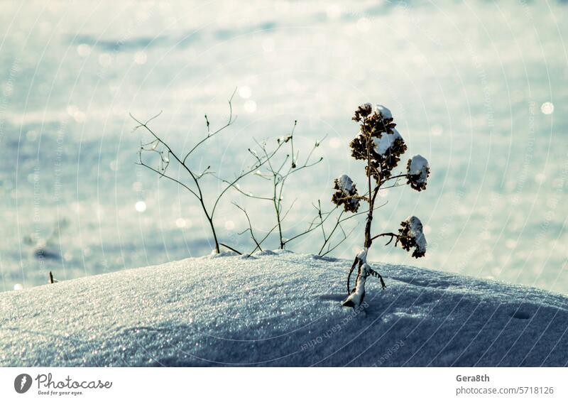 dried flower in a snowdrift close up abstract backdrop background blue branch climate climatic cold color colored curve day dead detailed dry empty field flora