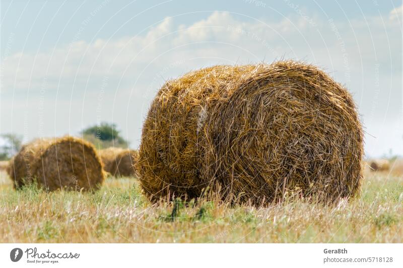 autumn landscape round haystacks in green grass on a background of trees and sky with white clouds Ukraine blue climate countryside day dry farm farm landscape