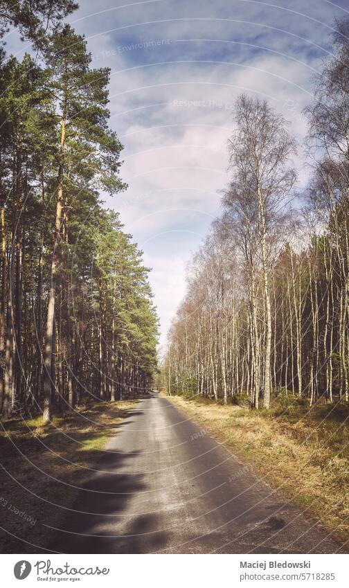 Photo of a road in a forest, color toning applied. tree sunlight trip retro travel sunset nature journey wood environment outdoors landscape park woodland