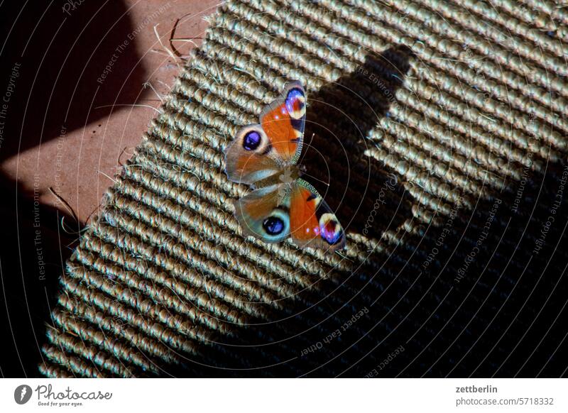 peacock butterfly Inachis io Noble butterfly butterflies Colour Grand piano Insect Light Shadow Butterfly Peacock butterfly Animal Winter wintering grounds