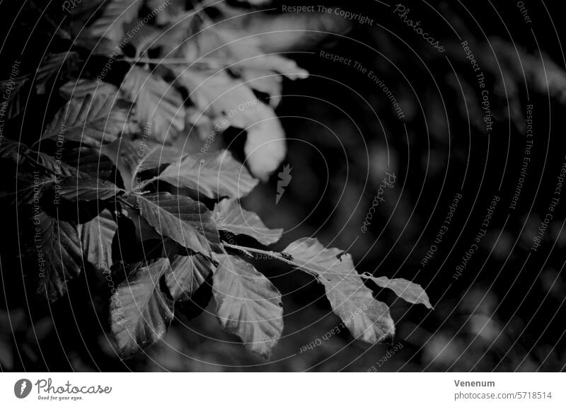 Analog black and white photography, tree leaves, light & shadow Light and shadow Tree Leaves film photography Black and white film Black and white image