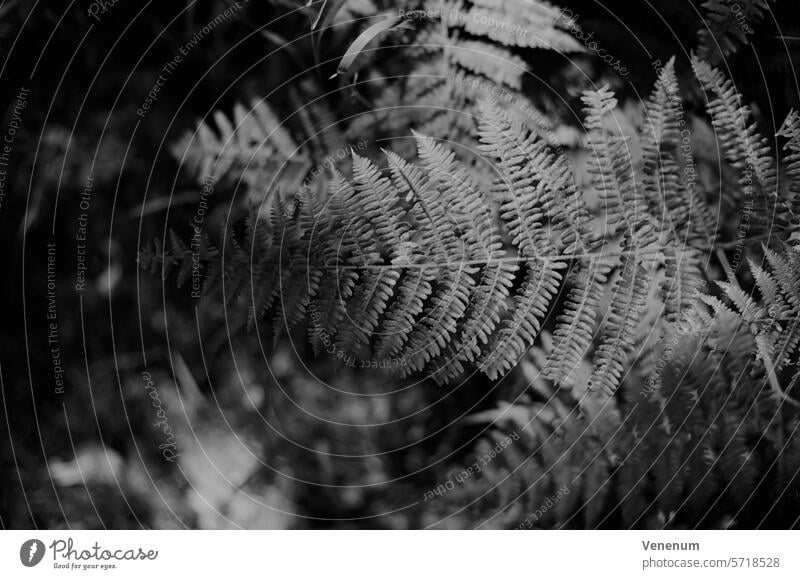 Analog black and white photography. Fern plant in sunlight film photography Fern species fern frond fern growth Farnsheets ferns Fern leaf Black and white film