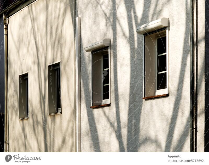 Trees cast their shadows on a white house facade with four windows Shadow trees House (Residential Structure) Facade house wall White cream white Bright